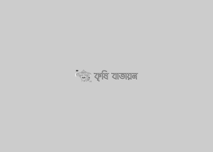 পেঁপে গাছের গুটি কলম