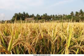 ধামইরহাটের জমিতে দুলছে কৃষকের সোনালী স্বপ্ন