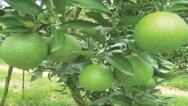 ইন্দুরকানী উপজেলার  মাল্টা চাষে সাফল্য