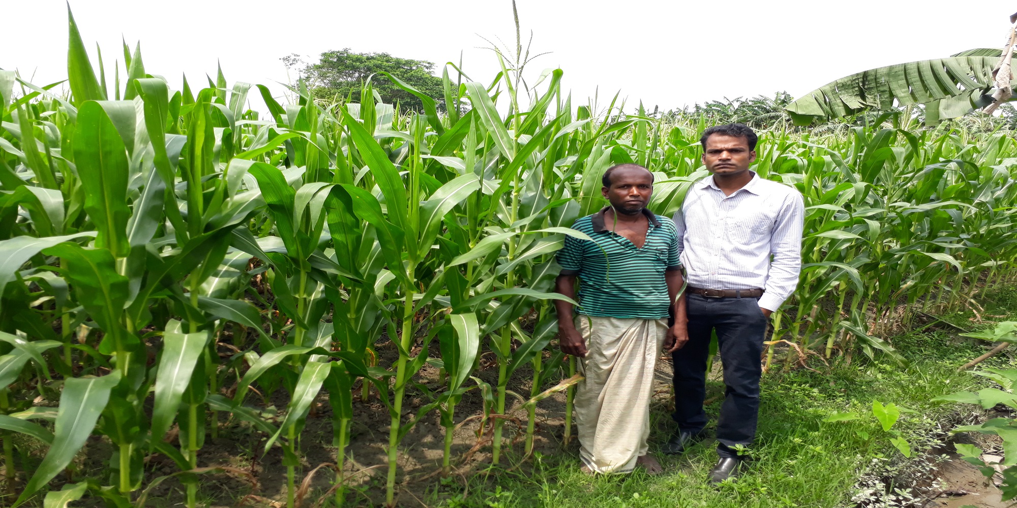 ভূট্টা চাষ করে লাভবান