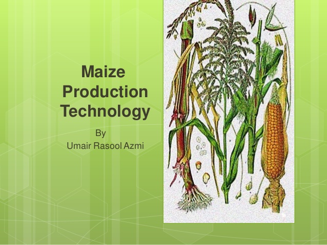 MAIZE THE NEW DIMENTION OF SHAHJADPUR