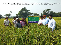 ASSSRBP 2018-19 এর আমন মৌসুমে মানসম্মত বীজ উৎপাদন প্রদর্শণী