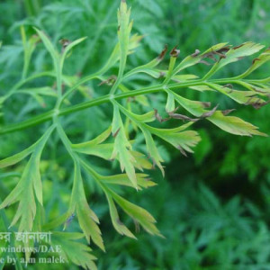 গাজরের ব্যাকটেরিয়া জনিত পাতা পোড়া রোগ