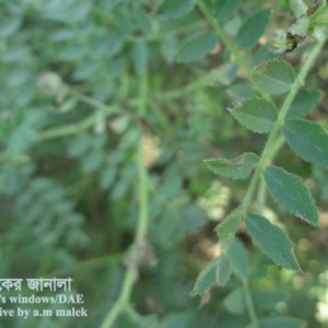 ছোলার পাতার দাগ রোগ