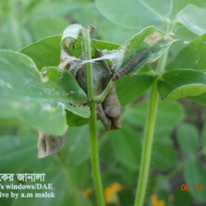 চীনাবাদামের পাতামোড়ানো পোকা