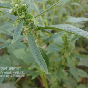 তিলের ক্ষুদে পাতা রোগ