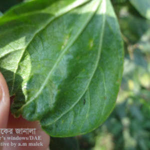 বরবটির থ্রিপস পোকা