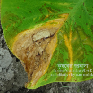 মুখীকচুর ব্লাইট রোগ