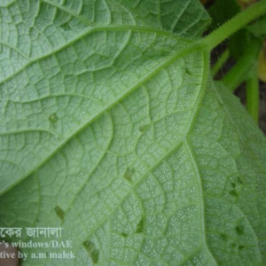 খিরার ডাউনি মিলডিউ রোগ