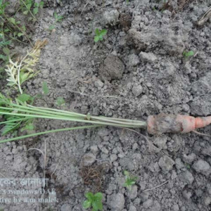 গাজরের কালো পচা রোগ