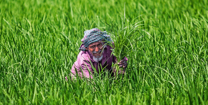 Reaper Harvesting in Bogra